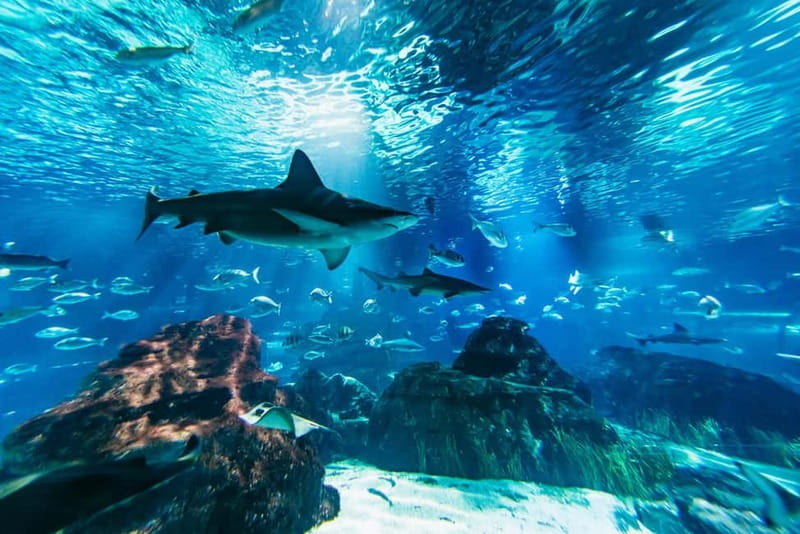 Barcelona Aquarium: Entry Ticket - 35 Tanks and 11,000 Animals: Mediterranean Meets Tropical