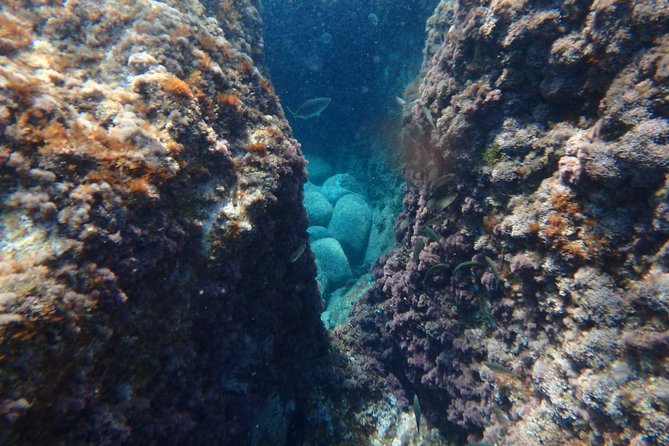 Barcelona Costa Brava Kayak, Snorkel & Cliff Jump Day Tour - Snorkeling: More Than a Quick Swirl