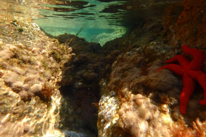 Barcelona Costa Brava Kayak, Snorkel & Cliff Jump Day Tour - Value and Price: What You’re Paying For (and Why It Makes Sense)