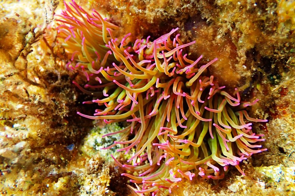 Barcelona: Costa Brava Kayak, Snorkel & Cliff Jump & Lunch - Snorkeling: marine life is there, but visibility is the decider