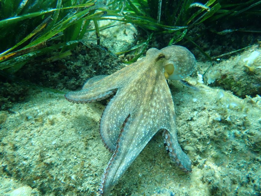 Barcelona: Costa Brava Kayak, Snorkel & Cliff Jump & Lunch - Extra touches that make the day feel smoother