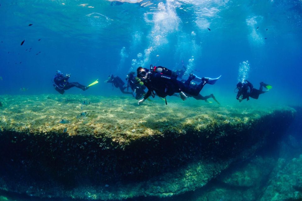 Barcelona: PADI Discover Scuba Diving - Marine Life You May Spot Off Barcelona’s Coast