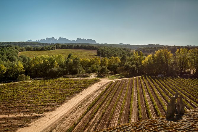 Premium Montserrat & Wine Full Day Tour from Barcelona - Standard tastings vs VIP aging-room access with barrel samples